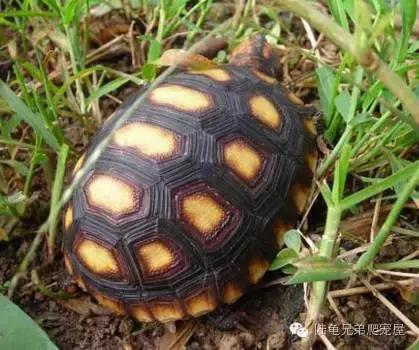 新手入门选什么跑鞋,新手入门选色