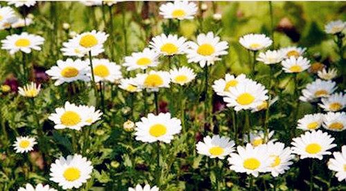 枸杞子菊花茶泡水喝的功效与禁忌,胖大海罗汉果菊花茶的功效与作用