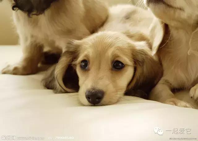 宠物知识狗狗,养宠知识狗狗肢体语言解读