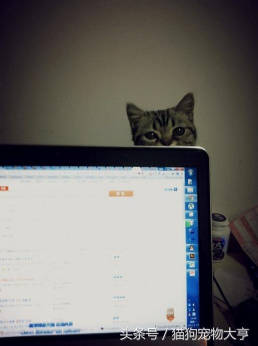 猫猫脾气不好怎么改善,猫猫脾气不好怎么办