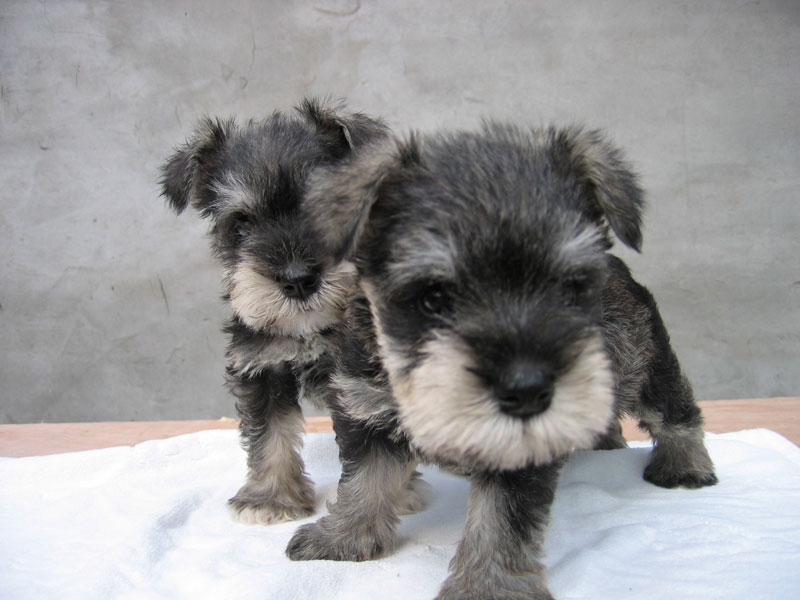 淮南萌宠雪纳瑞,家有萌宠雪纳瑞