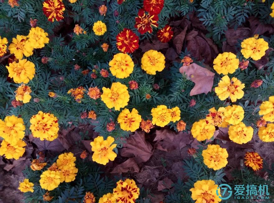 魅蓝max体验测评,巨屏手机评测