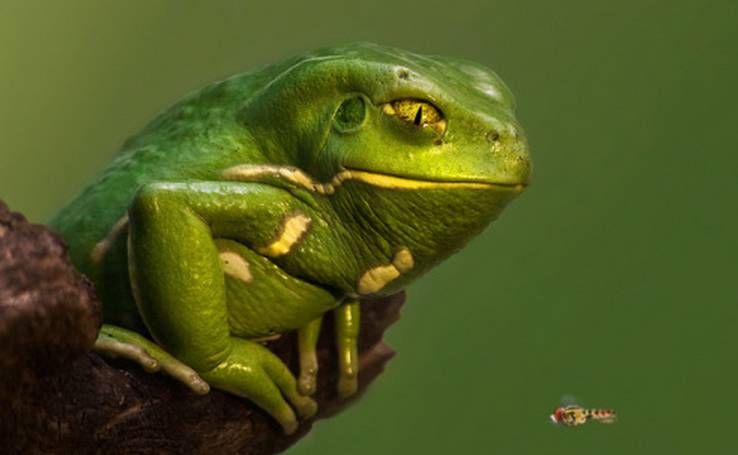 见微知著中的哲理是什么,见微知著中医养生