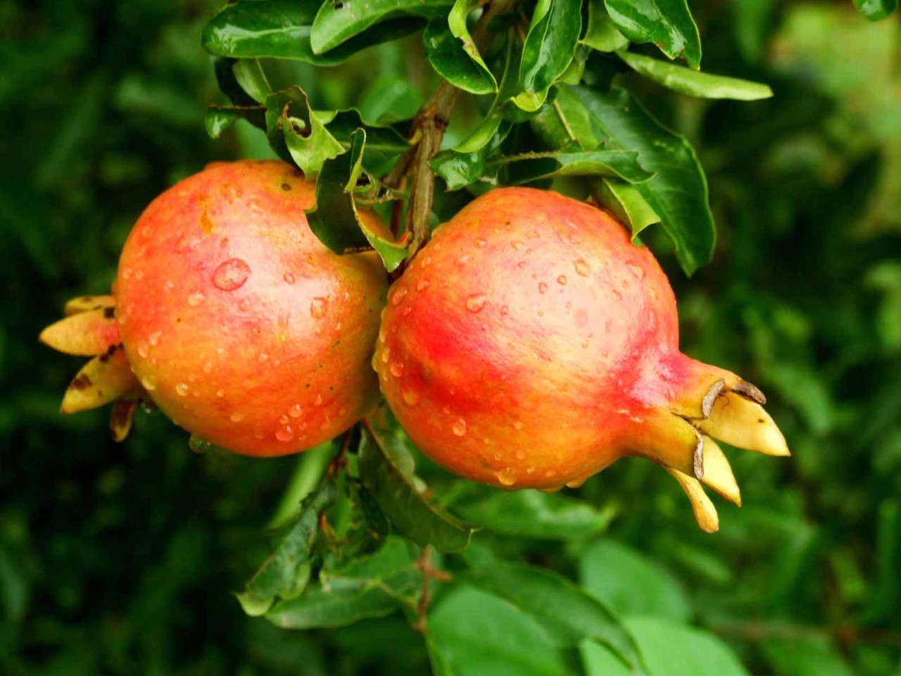 怀远石榴口感酸,怀远哪种石榴好吃