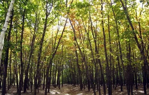 在哈尔滨哪里的空气富含“长寿素”？｜林大实测数据