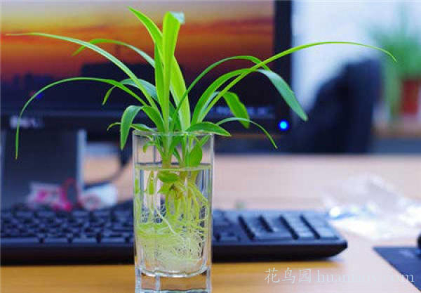 水培油画吊兰的养殖方法,怎样水培金边吊兰又可以养鱼
