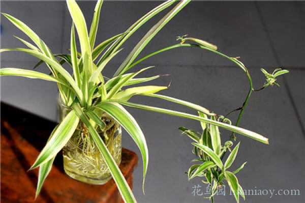 青叶吊兰水培方法和注意事项,怎样水培金边吊兰又可以养鱼