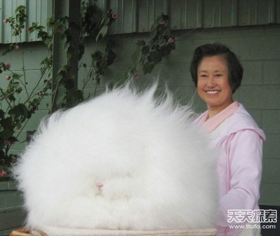 世界上最强的灵长类动物,盘点世界上怪异的巨大动物