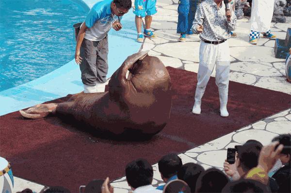 萌萌哒海狮空降海口，竟然还有这样的水上活动！