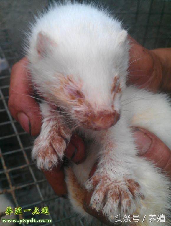 水貂养殖疾病防治,水貂幼崽疾病