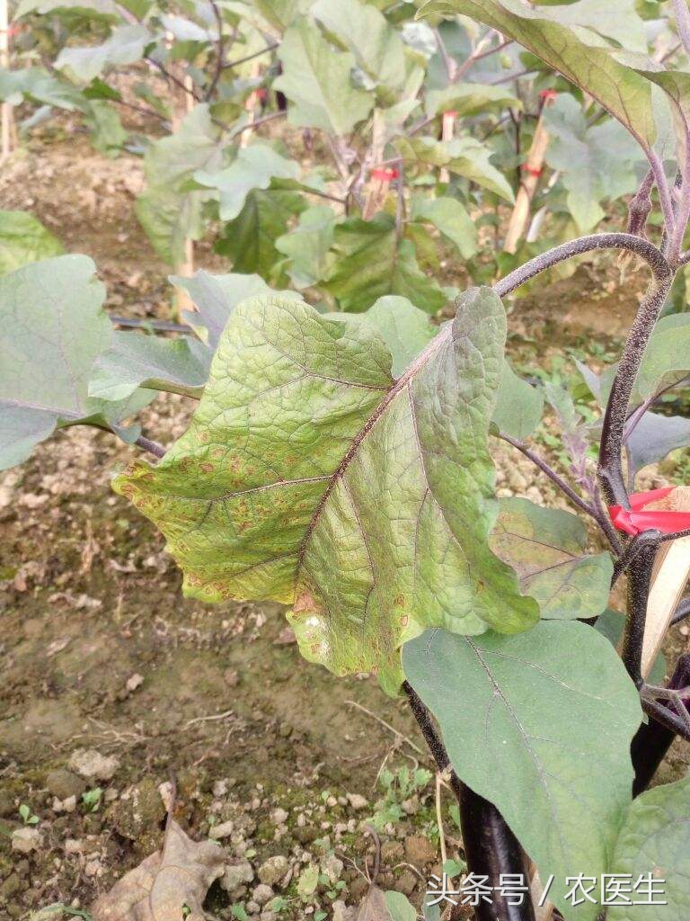 小白菜叶子烂了是什么原因,小白菜根部烂掉是怎么回事