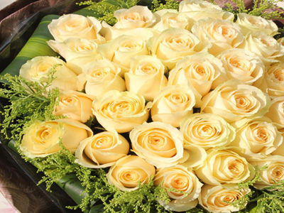 玫瑰各种颜色花语和寓意,玫瑰各个颜色花语及寓意是什么