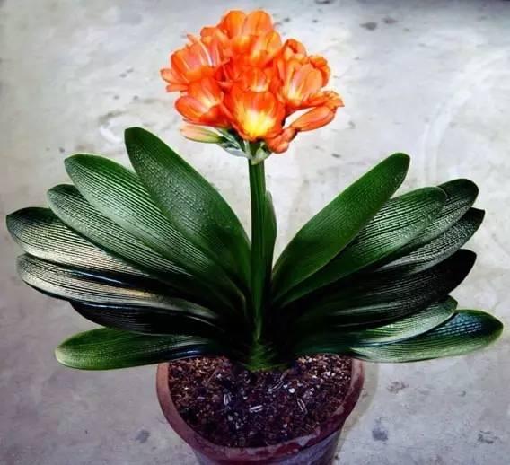 君子兰是年年开花吗,君子兰年年开花