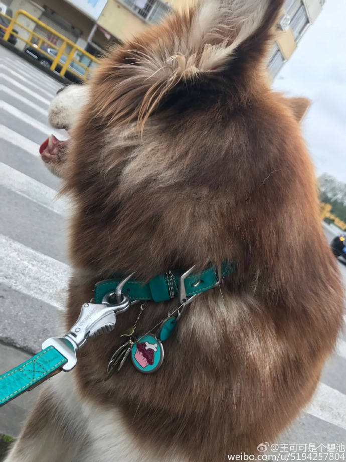 王思聪敢给王可可买这条狗链，看来是决定挑衅整个娱乐圈了