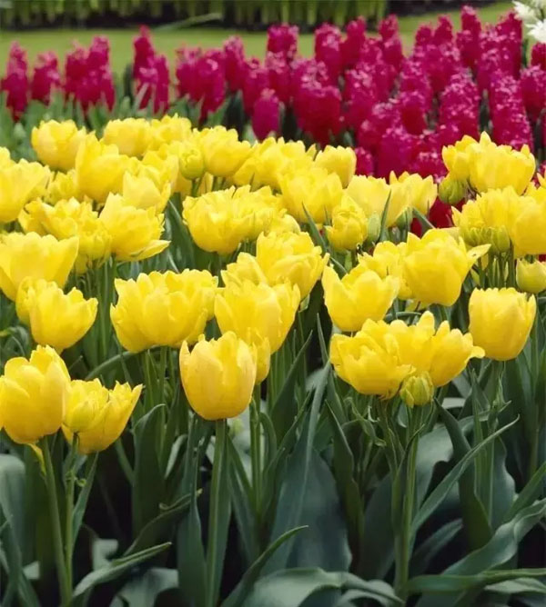 闃冲厜涓嬩簲棰滃叚鑹查儊閲戦鍥剧墖澶у叏,鏂囪壓娓呮柊鐨勯儊閲戦鍥剧墖澶у叏