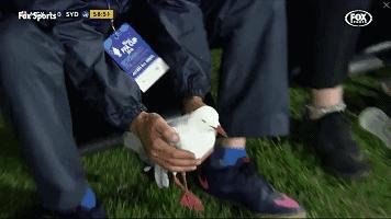 悉尼一只海鸥误入足球赛场，被一球打晕后，成了全场焦点……