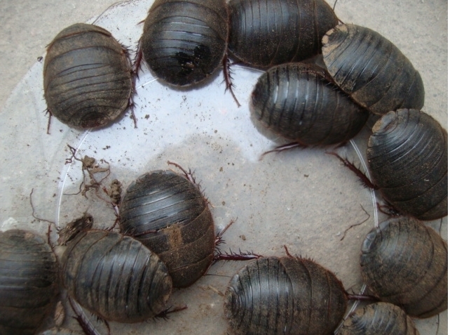 中医治疗中风半身不遂的代表方,中国民间治疗中风偏瘫最好的药