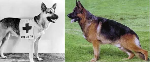 中国国犬那么多为啥只有土狗火了,纯种真正的土狗是什么样的