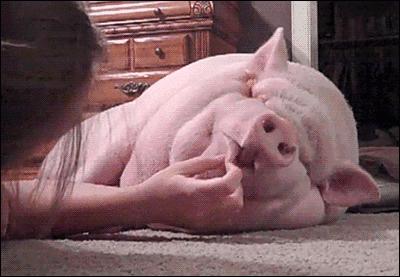 资深吃货有满满的干货,资深吃货强烈推荐