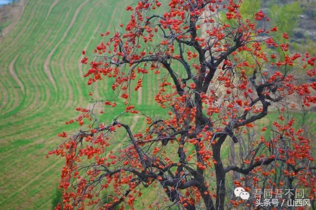 柿子冷落寒风里——稷山游子在深情回望