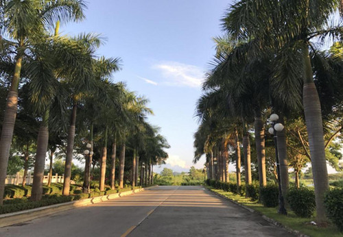 解密金三角1950,金三角最新真实故事