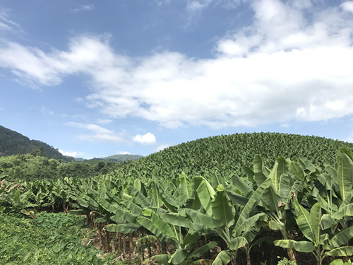 金三角的始末,真实历史解密金三角
