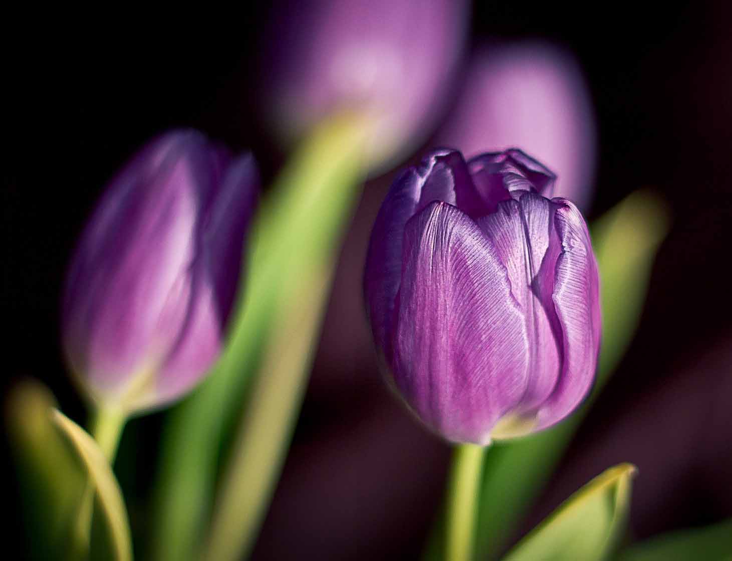 闃冲厜涓嬩簲棰滃叚鑹查儊閲戦鍥剧墖澶у叏,鏂囪壓娓呮柊鐨勯儊閲戦鍥剧墖澶у叏