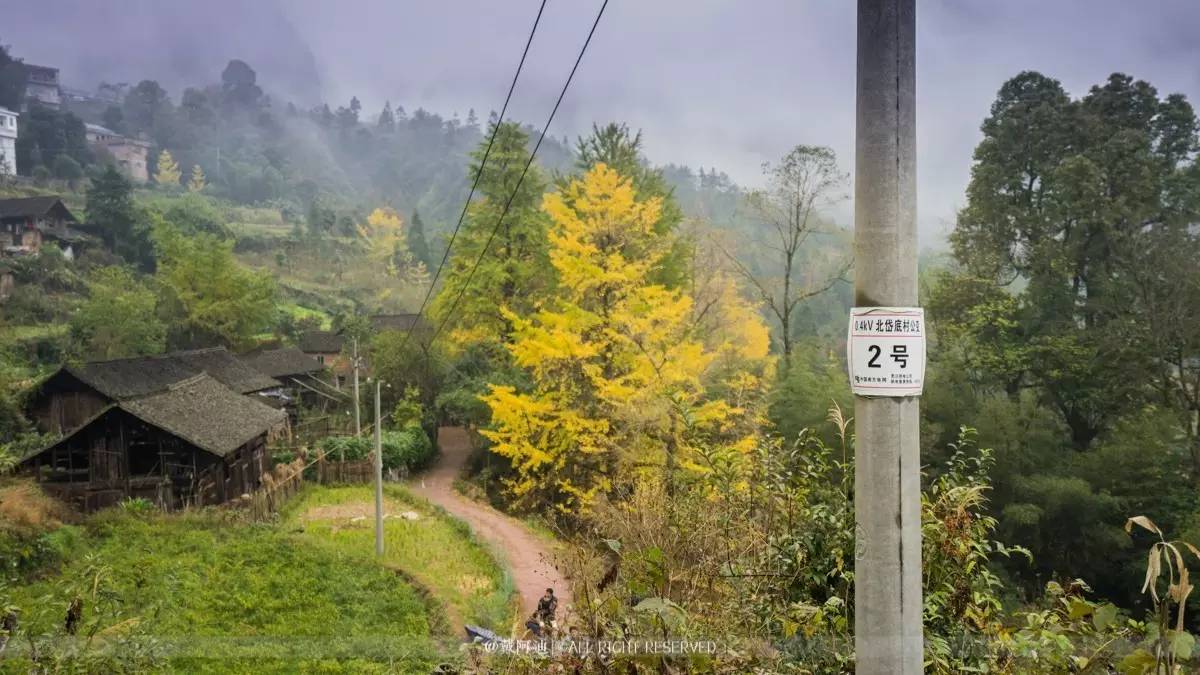 今年最后银杏金秋，现在出发还来得及！