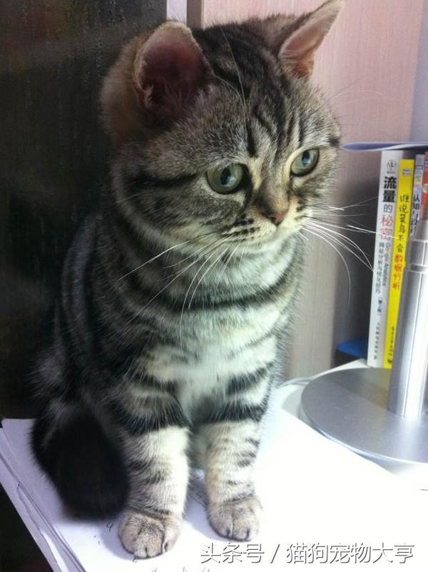 猫猫脾气不好怎么改善,猫猫脾气不好怎么办