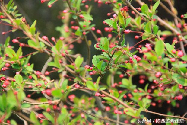 200平庭院花园轻奢,280平花园法式
