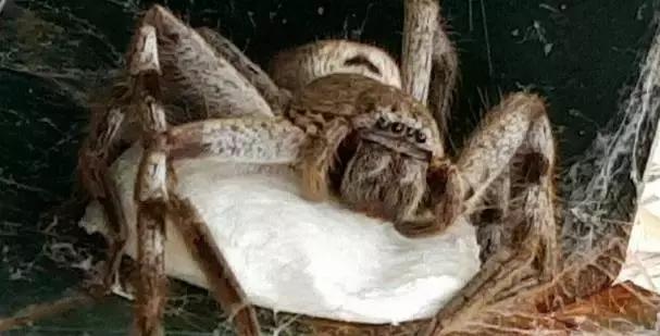 澳大利亚女子在家里发现巨型蜘蛛,澳大利亚巨型蜘蛛产子