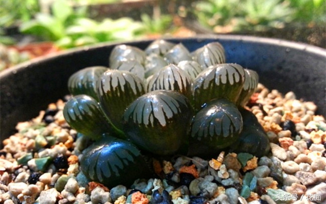 冰灯玉露怎么养才能开花,冰灯玉露怎么养才肥