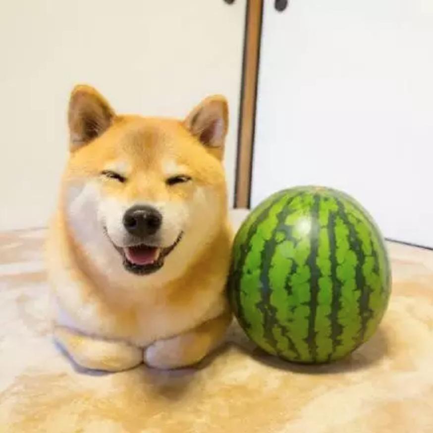 “中国土狗”比“日本土狗”差在哪里？