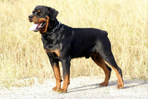 三大护卫犬哪一个最适合新手,又强又不失美观的护卫犬