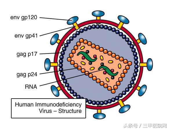 关于艾滋病你不知道的五大真相,关于艾滋病你要知道的几件事