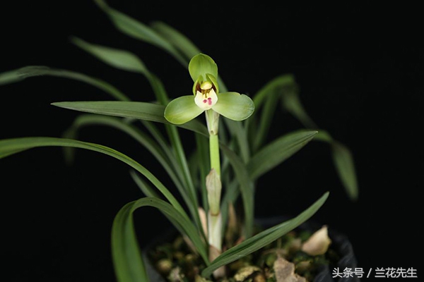 新手养兰的十大技巧,新手养兰的十大基础知识