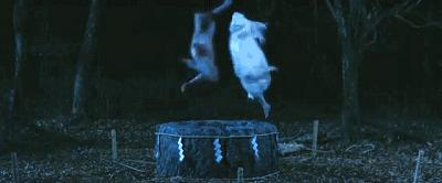 贞子和伽椰子合照,伽椰子遇到贞子为什么合体了