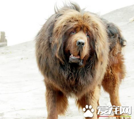 藏獒怀孕期藏獒怀孕与其他狗狗的不同