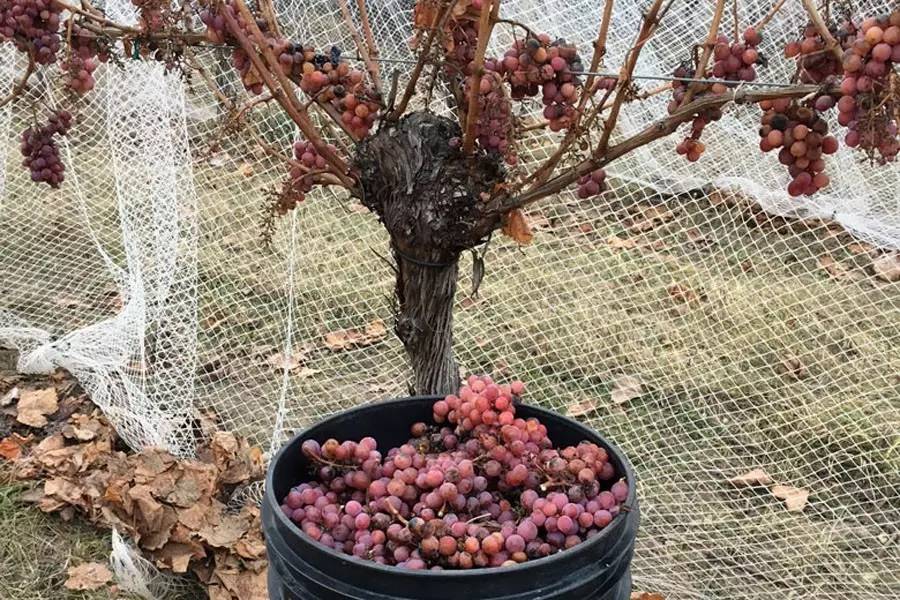 酒点要闻：中级名庄老爷车被收购，威龙3.98亿澳洲建酒庄遇阻