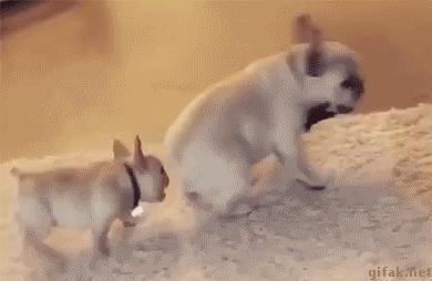 逗逼先僧：完了以后能不能给我舔舔，搞笑gif图片合集6