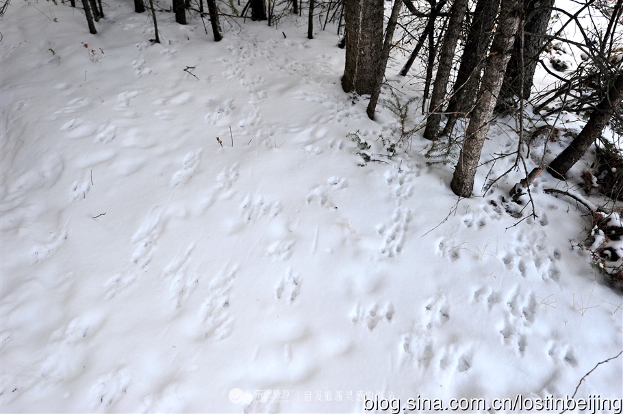冰走峡谷邂逅贾斯珀精灵
