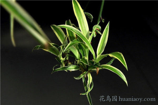 青叶吊兰水培方法和注意事项,怎样水培金边吊兰又可以养鱼