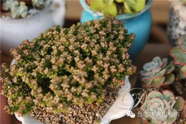 老桩大群多肉,大盆群生老桩图片大全