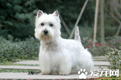 纯种西高地白梗掉毛吗,西高地白梗掉毛原因