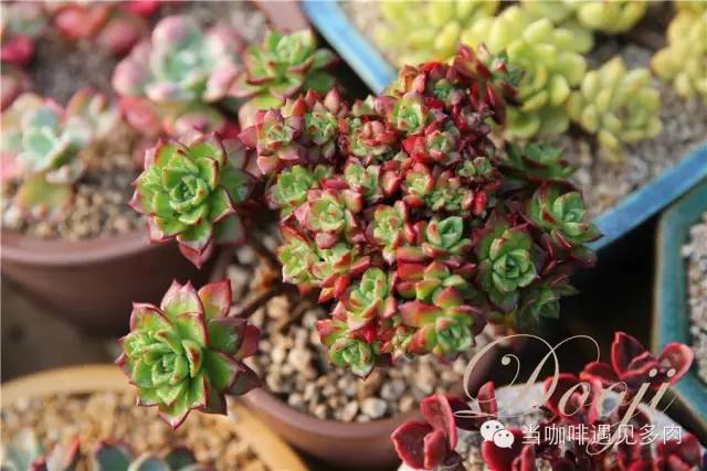 大群老桩秀妍多肉,多肉大群造型图