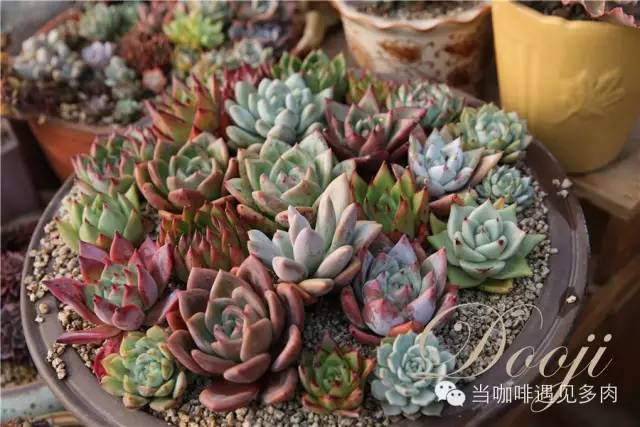 老桩大群多肉,大盆群生老桩图片大全