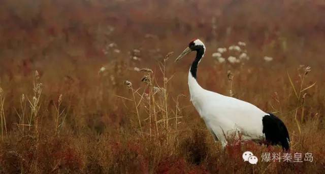 秦皇岛观鸟最有名的鸟,秦皇岛有哪些鸟