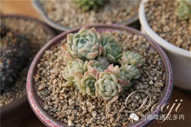 大群老桩秀妍多肉,多肉大群造型图