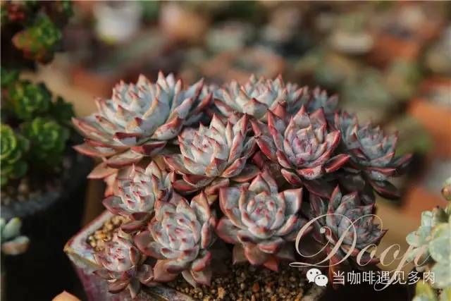 老桩大群多肉,大盆群生老桩图片大全