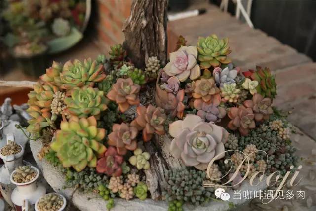 老桩大群多肉,大盆群生老桩图片大全